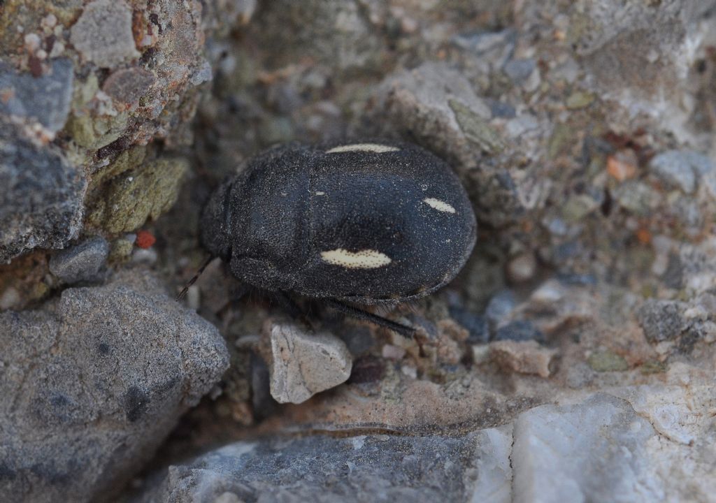 Scutelleridae: Odontoscelis byrrhus